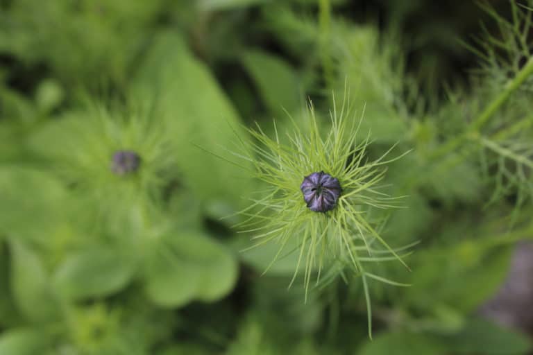 Jungfer im Grünen Blume